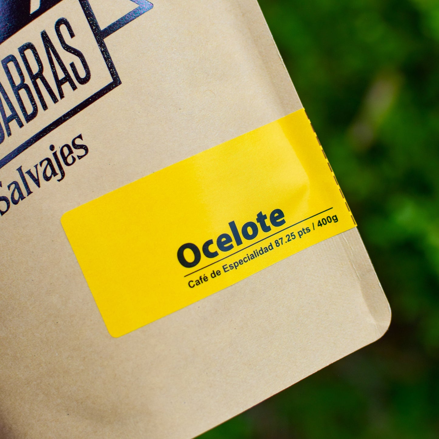 Ocelote